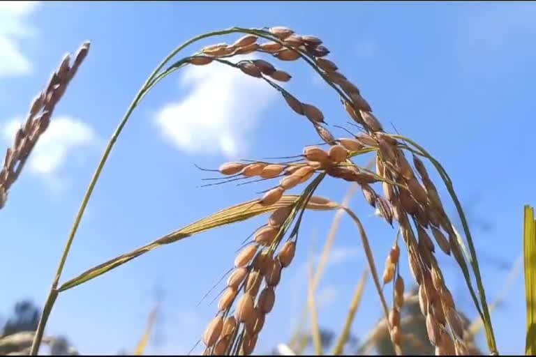 Mushk Budji Rice: From Near-Extinction to a “Problem of Plenty”